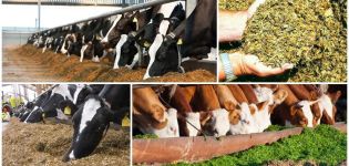 Les avantages de l'ensilage pour les vaches et comment le faire à la maison, le stockage