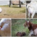 Reasons and what to do if the goat cannot give birth and prevention