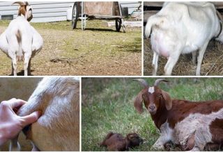 Reasons and what to do if the goat cannot give birth by itself and prevention