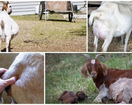 Reasons and what to do if the goat cannot give birth by itself and prevention