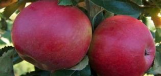 Description of apple variety Memory to the Warrior, characteristics of fruits and resistance to diseases