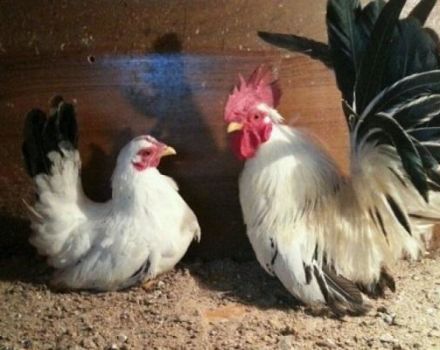 Description and characteristics of the Shabo chicken breed, features of the content