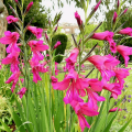 Description of the Byzantine gladiolus and the rules of planting and care in the open field