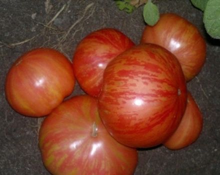 Penerangan mengenai pelbagai jenis tomato Vintage vine, ciri dan produktiviti