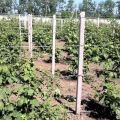 How to make a trellis for tying blackberries with your own hands and tie it correctly