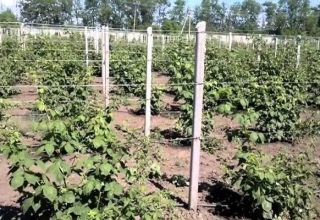 How to make a trellis for tying a blackberry with your own hands and tie it correctly