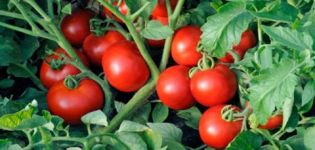 Ciri-ciri teknologi kaedah Terekhin untuk menanam tomato