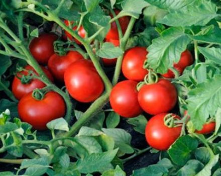 Ciri-ciri teknologi kaedah Terekhin untuk menanam tomato