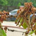 Cómo tratar las cerezas de las plagas en primavera y otoño, métodos de control y protección.