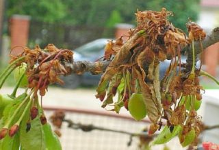 Kā ārstēt ķiršus no kaitēkļiem pavasarī un rudenī, kontroles un aizsardzības metodes