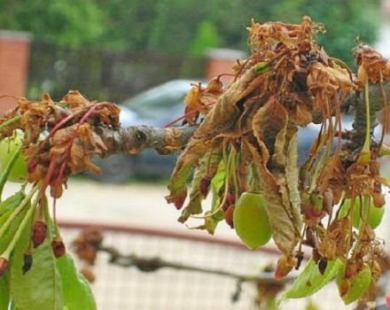 Cómo tratar las cerezas de las plagas en primavera y otoño, métodos de control y protección.