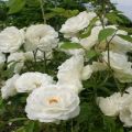 Description and rules for growing a climbing rose of the Iceberg variety