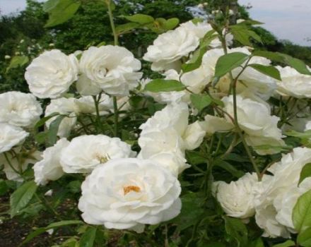 Descripción y reglas para cultivar una rosa trepadora de la variedad Iceberg.