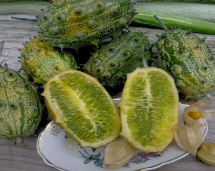 Variétés de melon cornu (Kiwano), ses caractéristiques, sa description et sa culture