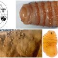 Síntomas y tratamiento de la hipodermatosis en bovinos, tratamientos preventivos.