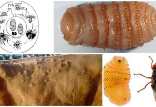 Symptoms and treatment of hypodermatosis in cattle, preventive treatments