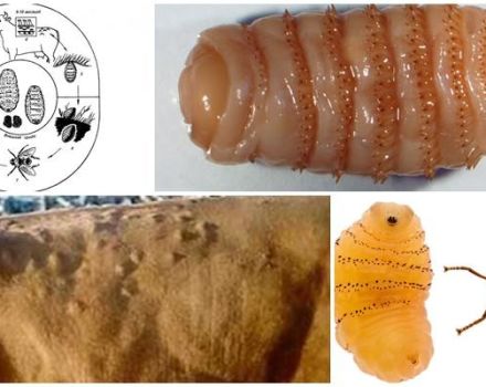 Simptomi i liječenje hipodermatoze kod goveda, preventivni tretmani