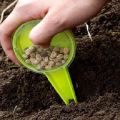 How and when to properly plant peas seeds in open ground