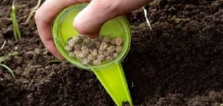 How and when to properly plant peas seeds in open ground