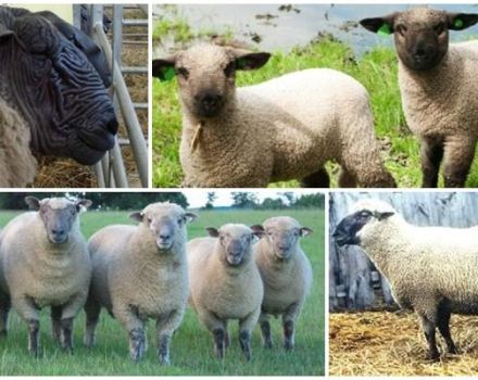 Description and characteristics of Hampshire sheep, rules of keeping