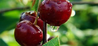 Description and characteristics of Novodvorskaya cherry varieties, planting and care features