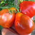 Characteristics and description of the tomato variety Japanese truffle, its varieties and yield