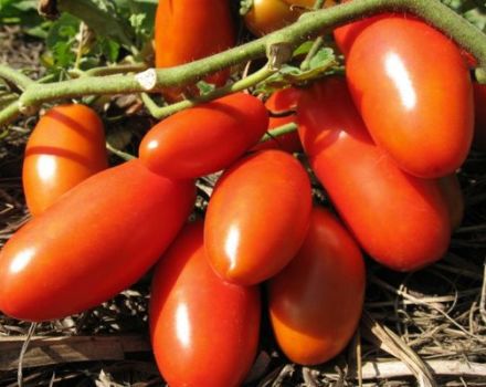 Description of the tomato variety Winner and its characteristics