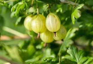 Penerangan mengenai jenis varietas gooseberry Finland, penanaman dan pembiakan