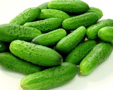 Description of the Serpentine cucumber variety, its cultivation and characteristics