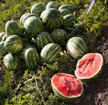 Features of growing Astrakhan watermelons, korda ripen and how to distinguish varieties