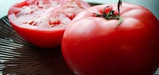 Ciri dan keterangan mengenai varieti tomato Katya, hasilnya