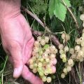 Descripción de las mejores variedades de grosellas blancas, plantación, cultivo y cuidado.