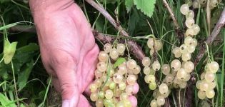 Descripción de las mejores variedades de grosella blanca, plantación, cultivo y cuidado.