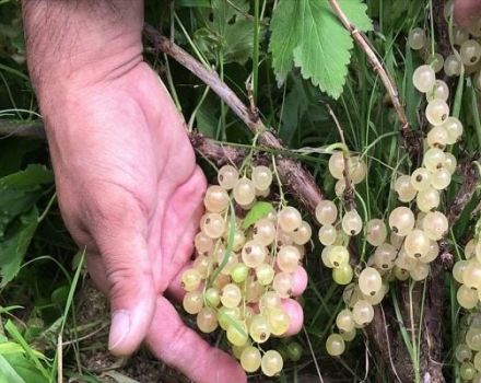 Descripción de las mejores variedades de grosellas blancas, plantación, cultivo y cuidado.