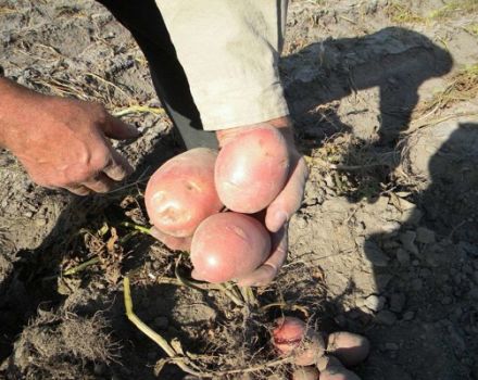 Description of the potato variety Zhuravinka, cultivation and yield