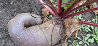 Description and treatment of beet diseases, measures to combat them