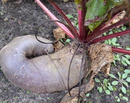 Description and treatment of beet diseases, measures to combat them