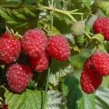 Les meilleures variétés de grosses framboises sucrées et remontantes pour la Sibérie avec une description