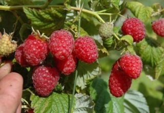 Les meilleures variétés de grosses framboises sucrées et remontantes pour la Sibérie avec une description