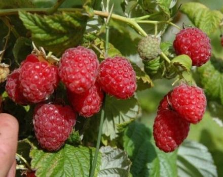 Les meilleures variétés de grosses framboises sucrées et remontantes pour la Sibérie avec une description