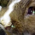 Symptoms of pasteurellosis in rabbits, methods of treatment and methods of prevention