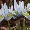 Descripción de las mejores variedades de iris de malla, plantación, cultivo y cuidado.