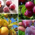 The benefits and harms of plums for the health of the human body, contraindications and properties