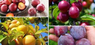 Manfaat dan bahaya plum untuk kesihatan tubuh manusia, kontraindikasi dan khasiatnya