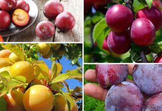 The benefits and harms of plums for the health of the human body, contraindications and properties