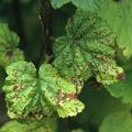 Que faire si des taches rouges apparaissent sur les feuilles de cassis, le meilleur moyen de lutter