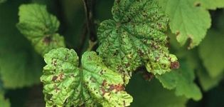 Que hacer si aparecen manchas rojas en las hojas de grosella, los mejores remedios para combatir