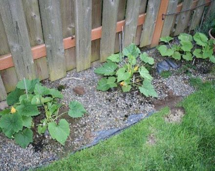 Cara tumbuh dan merawat zucchini dengan betul di ladang terbuka