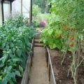 ¿Es posible plantar pimientos juntos o junto a tomates en el mismo invernadero o campo abierto?