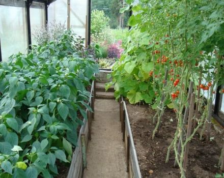 ¿Es posible plantar pimientos juntos o junto a tomates en el mismo invernadero o campo abierto?